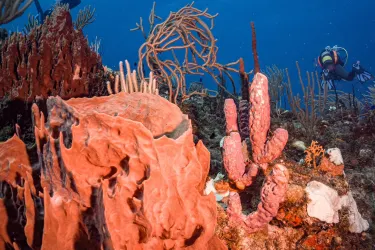 Scubaqua Dive Center