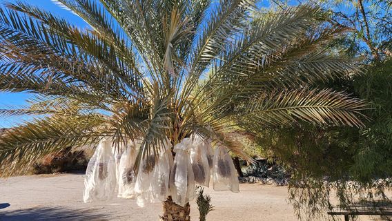 China Ranch Date Farm & Bakery