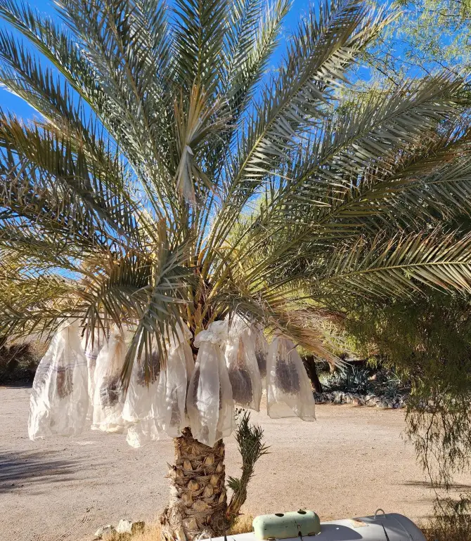 Tecopa