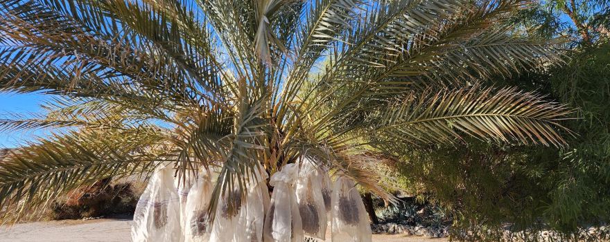 China Ranch Date Farm & Bakery