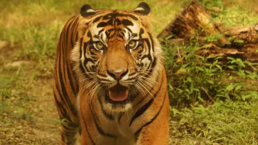 The Jackson Zoo