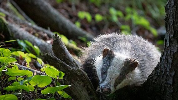 Speyside Wildlife