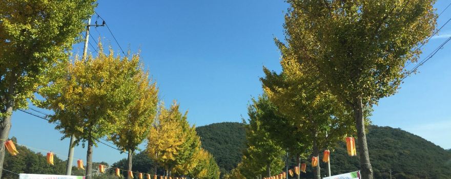 Sunchang Gochujang Village