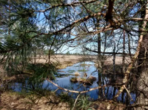 Pietzmoor - Wanderweg