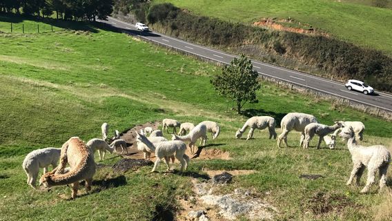Surico Alpaca