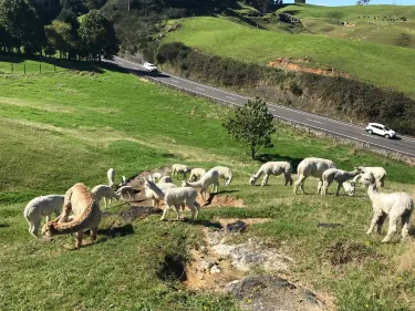 Hamurana