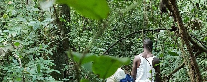 Royal Mile Budongo Forest