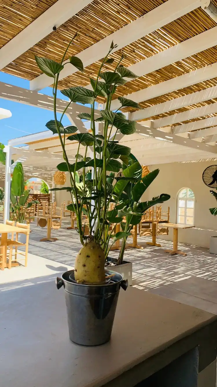 Hotels near Sifneikos Gialos