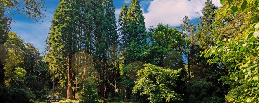 Sequoiafarm