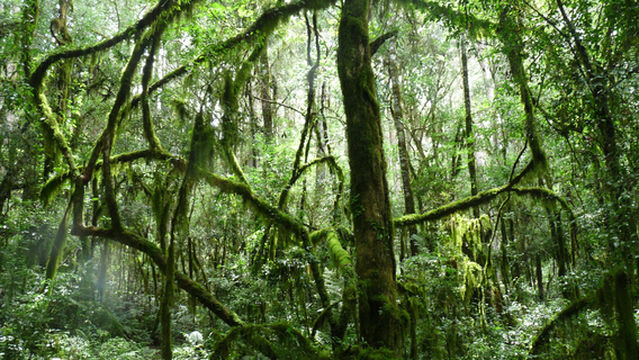 Floresta Nacional de Canela