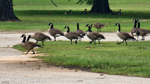 クリスプ・ユース・ボール・コンプレックス