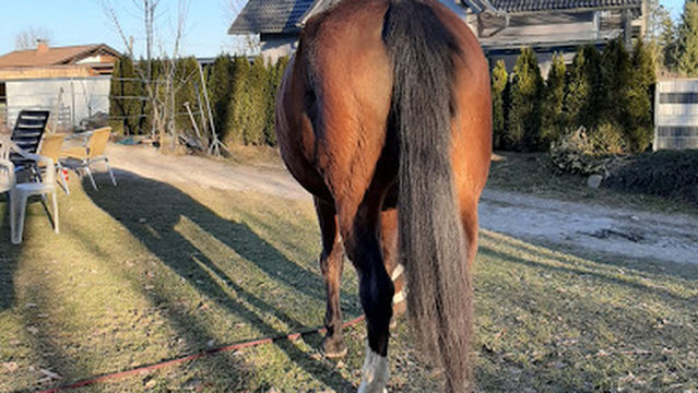 Reiterhof Schrittwieser