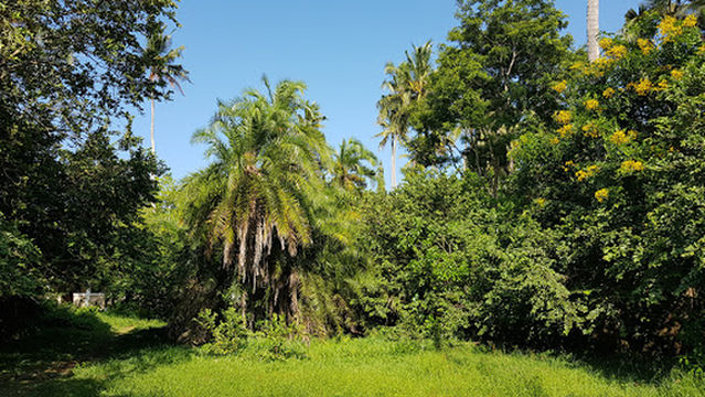 Jozani Forest Office