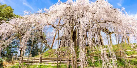 石畳東の桜