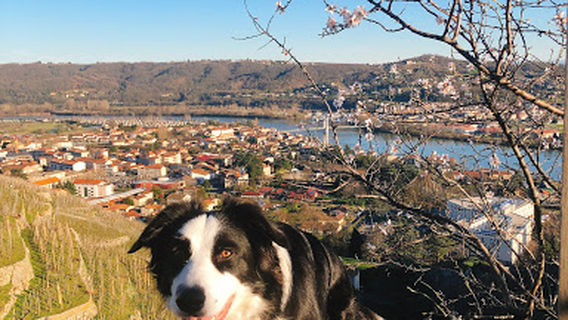 Condrieu