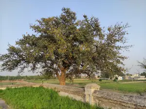 Battle of Chillianwala Monument Raju Bhand