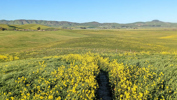 Livermore