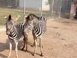 Wildlife Park D.I.Khan جنگلی حیات پارک