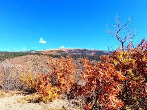 Target Tree Campground