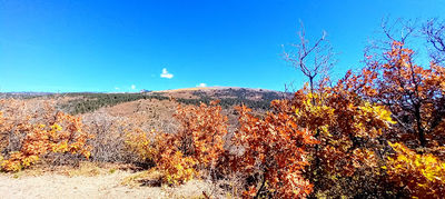 Target Tree Campground