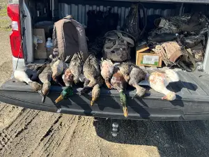 Rogers Goosedown Outfitters