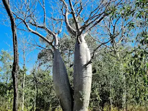 Gregory's Tree Historical Reserve