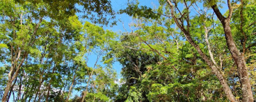 Parque Ecológico dos Jequitibás