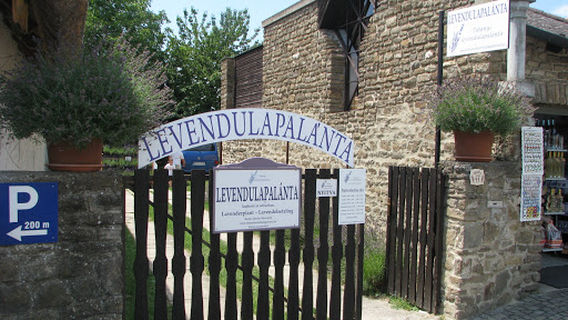 Lavender plants Bartus Sándor primary producers