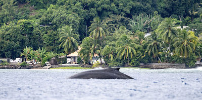 Mobydick Diving