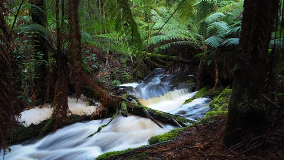 마비스타 피크닉 에어리어 & 워킹 트랙