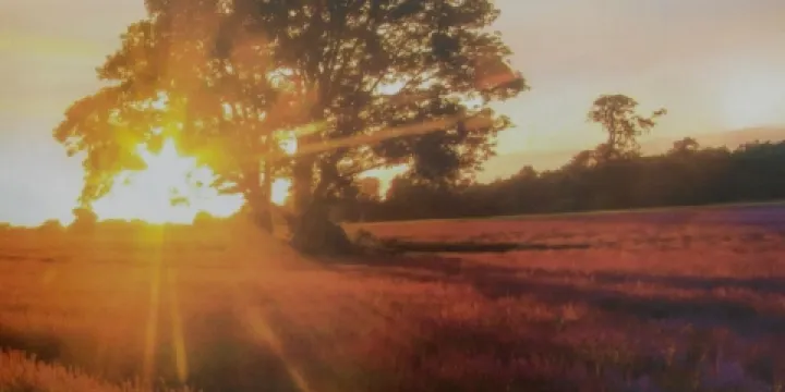 普羅旺斯薰衣草外景莊園