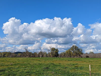 Kaweah Oaks Preserve - Sequoia Riverlands Trust