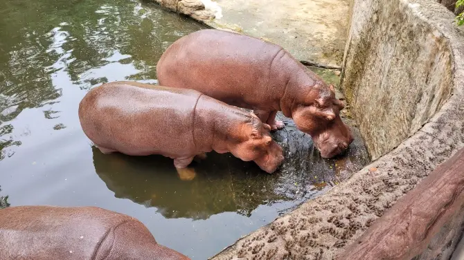 4_清邁動物園