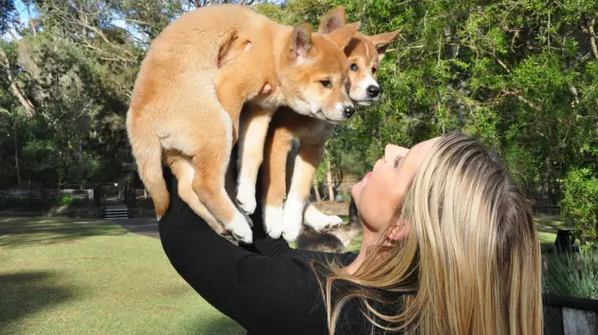 5_Australian Reptile Park