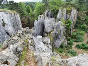Fondry des chiens