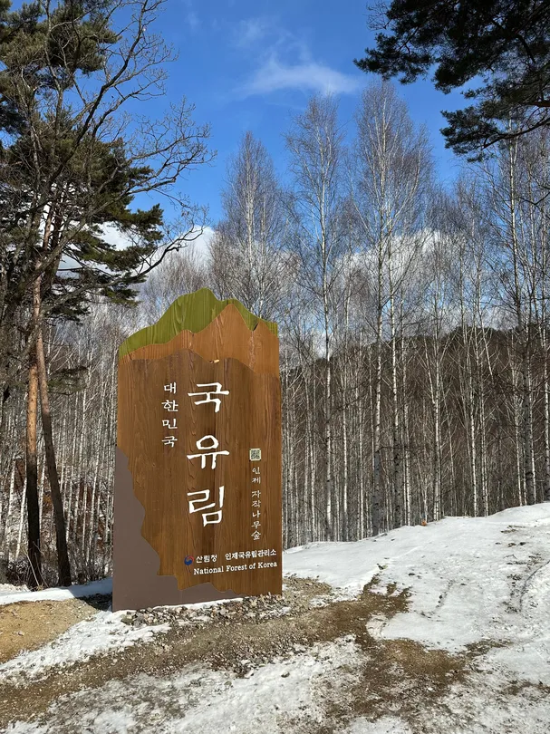 5_院垈裏白樺林
