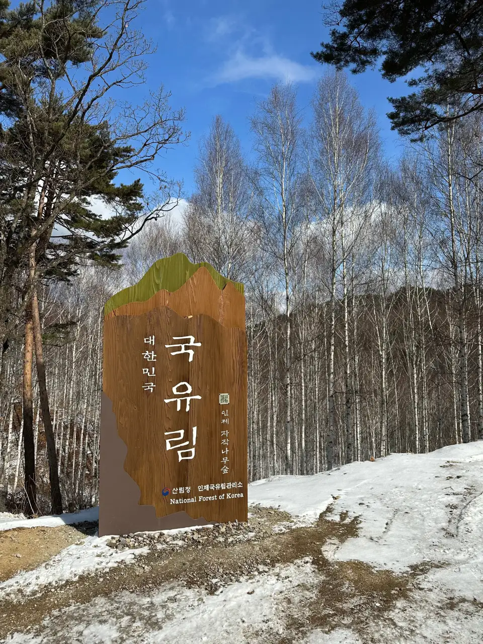 2_院垈裡白樺林