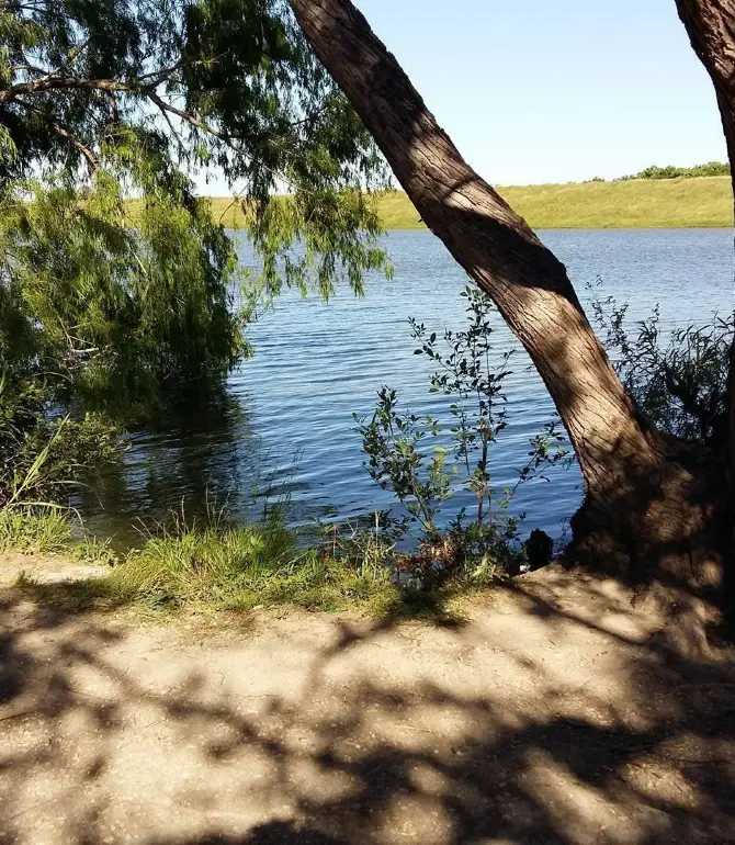 Live Oak