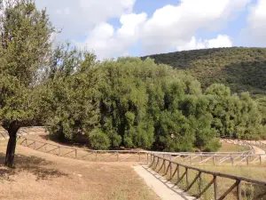 Luras Millennial Olive Tree