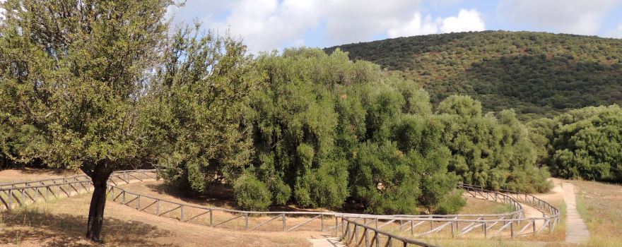 Luras Millennial Olive Tree