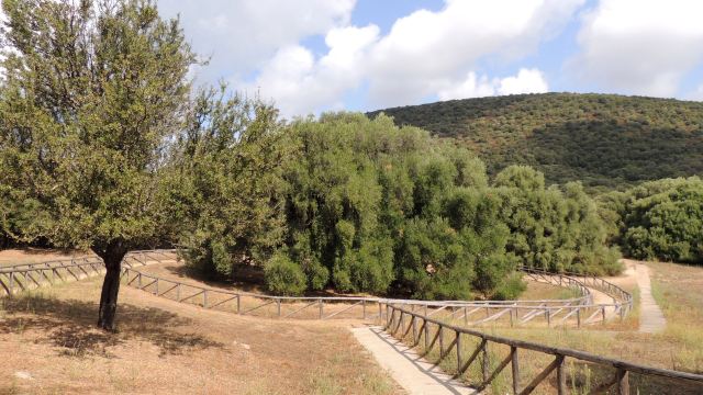 The Great Grampa - Millennial Wild Olive Tree
