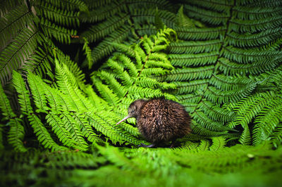 The National Kiwi Hatchery