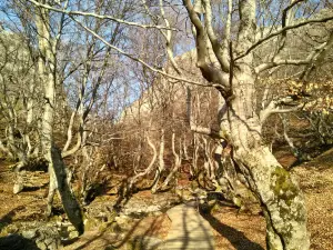 Faedo De Ciñera