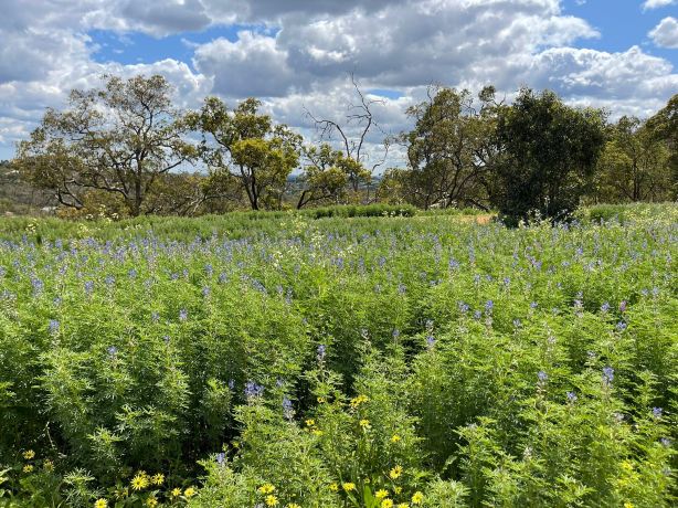 John Forrest National Park