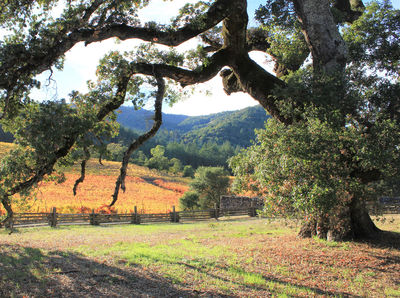Jack London State Historic Park
