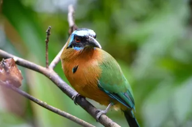 Eastern Tobago