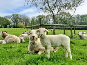South of England Rare Breeds Centre