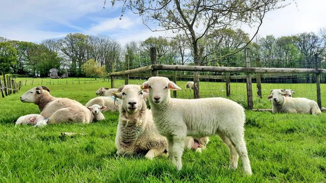 South of England Rare Breeds Centre
