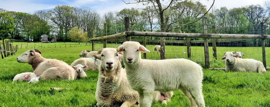 South of England Rare Breeds Centre