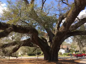 The Big Oak